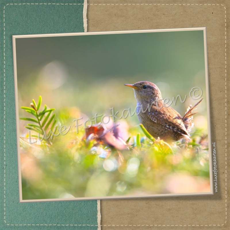 Blanco Heren - Vogeltje